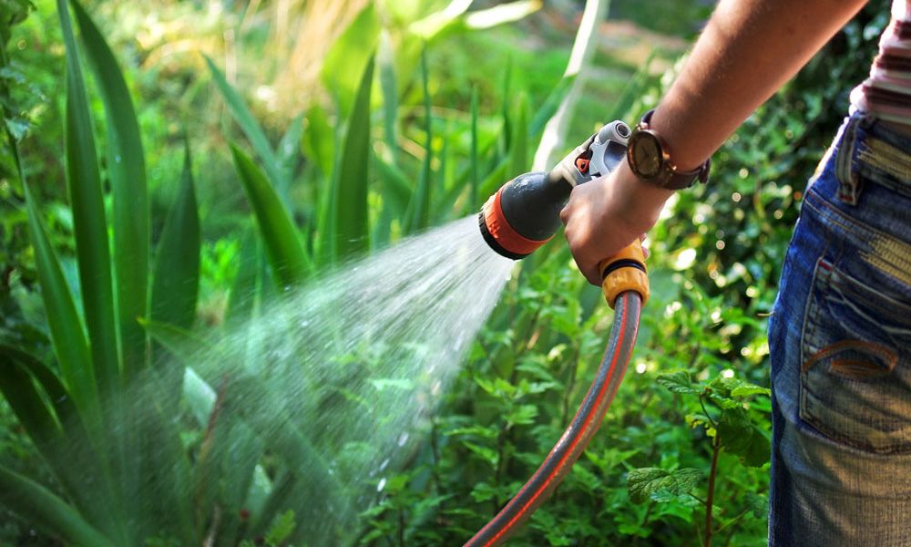 Gärtnerin gießt Beetpflanzen